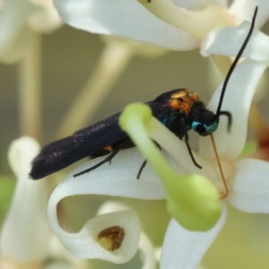 Pollanisus subdolosa at Moruya, NSW - suppressed