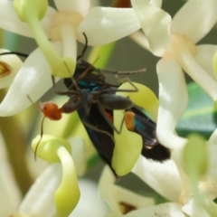 Pollanisus subdolosa at Moruya, NSW - suppressed