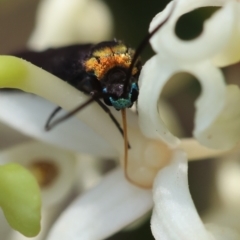 Pollanisus subdolosa at Moruya, NSW - suppressed