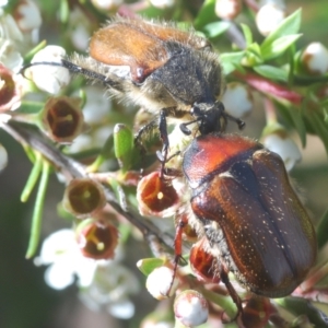 Bisallardiana gymnopleura at Endeavour Reserve (Bombala) - 5 Dec 2023