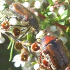 Bisallardiana gymnopleura at Endeavour Reserve (Bombala) - 5 Dec 2023