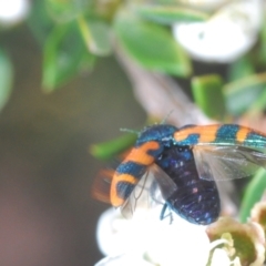 Castiarina hilaris (A jewel beetle) at Endeavour Reserve (Bombala) - 5 Dec 2023 by Harrisi