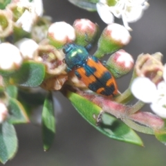 Castiarina hilaris at Endeavour Reserve (Bombala) - 5 Dec 2023 11:32 AM