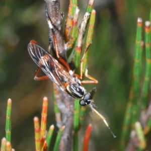 Evansomyia sp. (genus) at Endeavour Reserve (Bombala) - 5 Dec 2023