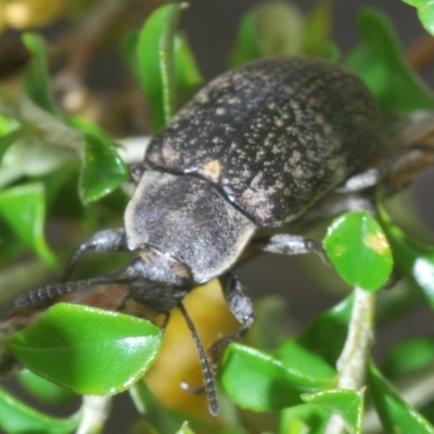 Lepispilus sp. (genus) (Yellow-spotted darkling beetle) at Endeavour Reserve (Bombala) - 5 Dec 2023 by Harrisi