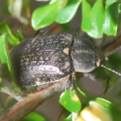 Lepispilus sp. (genus) at Endeavour Reserve (Bombala) - 5 Dec 2023