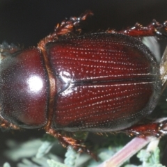 Adoryphorus coulonii (Redheaded pasture cockchafer) at Tinderry, NSW - 5 Dec 2023 by Harrisi