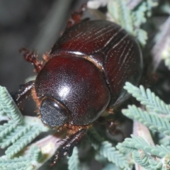 Adoryphorus coulonii at Tinderry Mountains - 5 Dec 2023