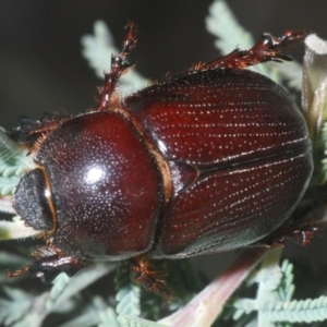 Adoryphorus coulonii at Tinderry Mountains - 5 Dec 2023