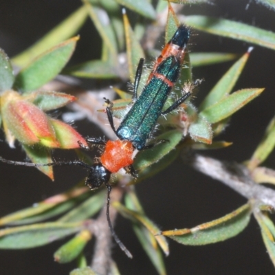 Oroderes mimulus (A longhorn beetle) at Tinderry Mountains - 5 Dec 2023 by Harrisi