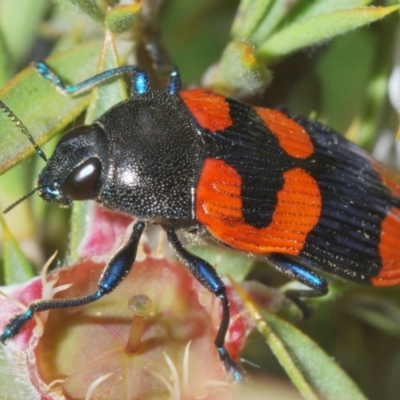 Castiarina thomsoni (A jewel beetle) at Tinderry, NSW - 5 Dec 2023 by Harrisi