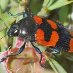 Castiarina thomsoni (A jewel beetle) at Tinderry, NSW - 5 Dec 2023 by Harrisi
