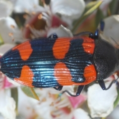 Castiarina thomsoni at Tinderry, NSW - suppressed