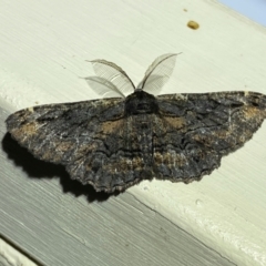 Pholodes sinistraria (Sinister or Frilled Bark Moth) at Jerrabomberra, NSW - 9 Dec 2023 by SteveBorkowskis