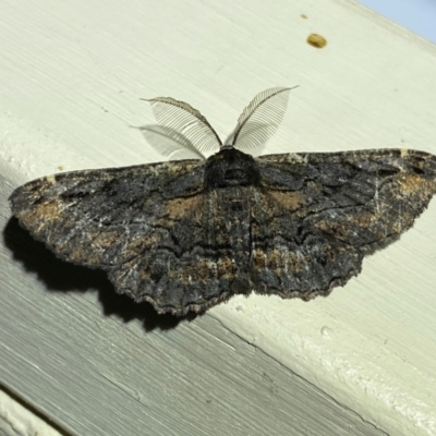 Pholodes sinistraria (Sinister or Frilled Bark Moth) at QPRC LGA - 10 Dec 2023 by SteveBorkowskis