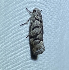 Lichenaula onychodes (A Xyloryctid moth) at Jerrabomberra, NSW - 9 Dec 2023 by SteveBorkowskis