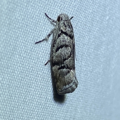 Lichenaula onychodes (A Xyloryctid moth) at Jerrabomberra, NSW - 9 Dec 2023 by SteveBorkowskis