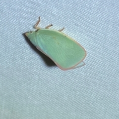 Siphanta acuta (Green planthopper, Torpedo bug) at Jerrabomberra, NSW - 9 Dec 2023 by SteveBorkowskis