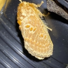 Pseudanapaea (genus) (A cup moth) at Jerrabomberra, NSW - 9 Dec 2023 by SteveBorkowskis