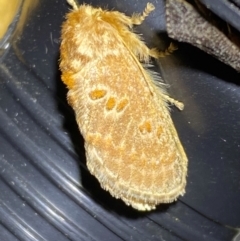 Pseudanapaea (genus) (A cup moth) at QPRC LGA - 10 Dec 2023 by SteveBorkowskis