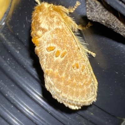 Pseudanapaea (genus) (A cup moth) at QPRC LGA - 10 Dec 2023 by SteveBorkowskis