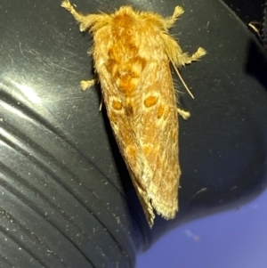 Pseudanapaea (genus) at QPRC LGA - 10 Dec 2023