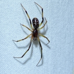 Steatoda capensis (South African cupboard spider) at Jerrabomberra, NSW - 9 Dec 2023 by SteveBorkowskis