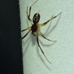 Steatoda capensis at QPRC LGA - 9 Dec 2023