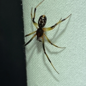 Steatoda capensis at QPRC LGA - 9 Dec 2023