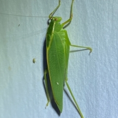 Caedicia simplex (Common Garden Katydid) at QPRC LGA - 9 Dec 2023 by SteveBorkowskis