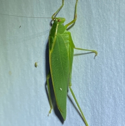 Caedicia simplex (Common Garden Katydid) at Jerrabomberra, NSW - 9 Dec 2023 by SteveBorkowskis