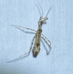 Stenolemus sp. (genus) (Thread-legged assassin bug) at Jerrabomberra, NSW - 9 Dec 2023 by SteveBorkowskis