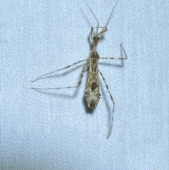 Stenolemus sp. (genus) at QPRC LGA - 9 Dec 2023