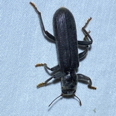 Eunatalis sp. (Genus) (A Clerid Beetle) at QPRC LGA - 9 Dec 2023 by SteveBorkowskis