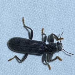 Eunatalis sp. (Genus) at QPRC LGA - 9 Dec 2023