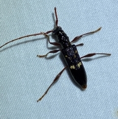 Coptocercus sp. (genus) (Longhorn beetle) at Jerrabomberra, NSW - 9 Dec 2023 by SteveBorkowskis