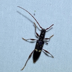 Coptocercus unifasciatus at QPRC LGA - suppressed