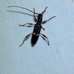 Coptocercus sp. (genus) at QPRC LGA - suppressed