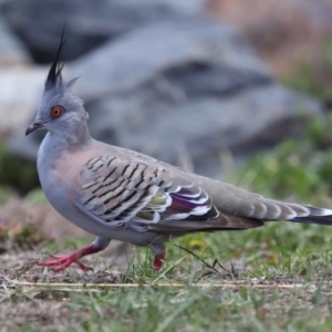 Ocyphaps lophotes at Cleveland, QLD - 9 Dec 2023