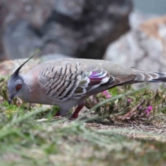 Ocyphaps lophotes at Cleveland, QLD - 9 Dec 2023