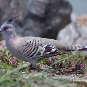 Ocyphaps lophotes at Cleveland, QLD - 9 Dec 2023