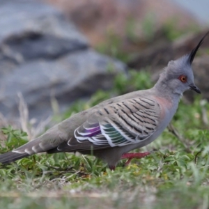 Ocyphaps lophotes at Cleveland, QLD - 9 Dec 2023