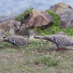 Ocyphaps lophotes at Cleveland, QLD - 9 Dec 2023