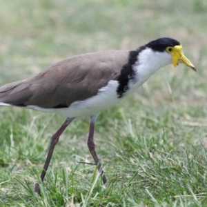 Vanellus miles at Cleveland, QLD - 9 Dec 2023