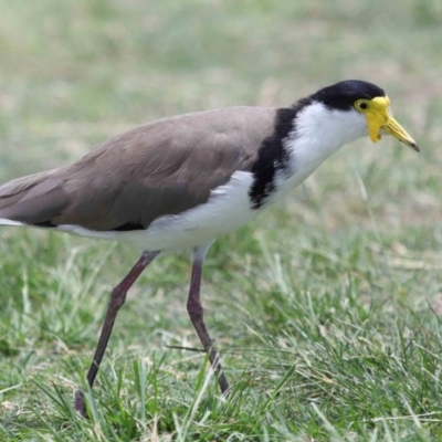 Vanellus miles (Masked Lapwing) at Cleveland, QLD - 9 Dec 2023 by TimL
