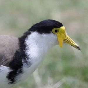 Vanellus miles at Cleveland, QLD - 9 Dec 2023 11:27 AM