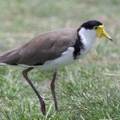 Vanellus miles at Cleveland, QLD - 9 Dec 2023