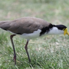 Vanellus miles at Cleveland, QLD - 9 Dec 2023