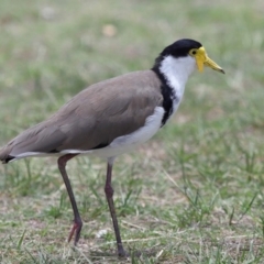 Vanellus miles at Cleveland, QLD - 9 Dec 2023