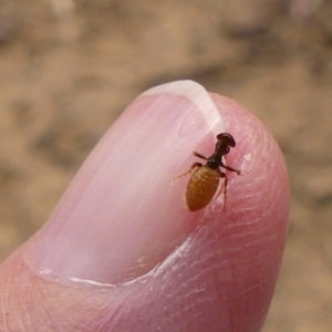 Thynninae (subfamily) at Brayton, NSW - 7 Dec 2023